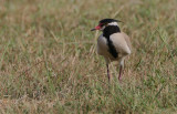 Black-headed Plover (Vanellus tectus)