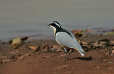 Egyptian Plover (Pluvianus aegyptius)