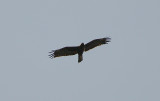Wahlbergs Eagle (Aquila wahlbergi)