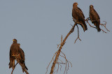 Yellow-billed Kites (Milvus aegyptius parasitus) & Black Kite (Milvus migrans) roosting