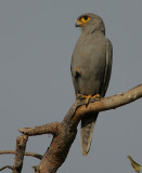 Grey Kestrel (Falco ardosiaceus)