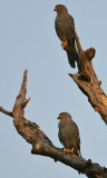 Grey Kestrel (Falco ardosiaceus) pair
