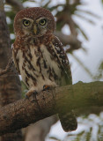 Pearl-spotted Owlet (Glaucidium perlatum)