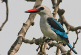 Woodland Kingfisher (Halcyon senegalensis)
