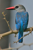 Woodland Kingfisher (Halcyon senegalensis)