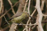 Splendid Sunbird (Cinnyris coccinigastrus) female