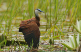 African Jacana (Actophilornis africanus)