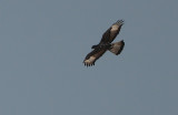 African Hawk Eagle (Hieraaetus spilogaster( dorsal view