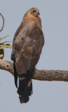 African Harrier-Hawk (Polyboroides typus)