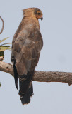 African Harrier-Hawk (Polyboroides typus)