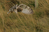 Short-eared Owl hunting