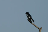 Pied-winged Swallow (Hirundo leucosoma)