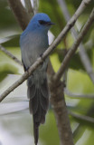 African Blue Flycatcher (Elminia longicauda) 