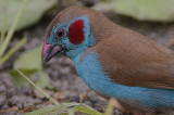 Red-cheeked Cordon-Bleu (Uraeginthus bengalus) male headshot