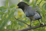 Western Grey Plantain-eater (Crinifer piscator)