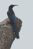 Green Wood Hoopoe (Phoeniculus purpureus)