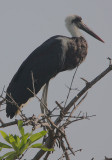 Woolly-necked Stork (Ciconia episcopus)