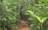 Heliconias Lodge trail