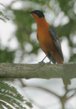 Snowy-crowned Robin-Chat (Cossypha niveicapilla)