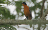 Snowy-crowned Robin-Chat (Cossypha niveicapilla)