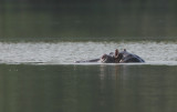 Hippopotamus (Hippopotamus amphibius)