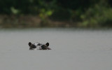 Hippopotamus (Hippopotamus amphibius)