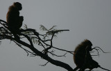 Guinea Baboons at first light