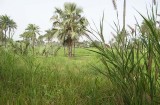 Kotu area