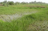 Kotu Rice Fields
