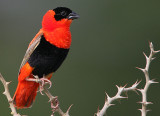 Northern Red Bishop (Euplectes franciscanus) male