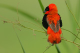 Northern Red Bishop (Euplectes franciscanus) male