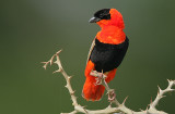Northern Red Bishop (Euplectes franciscanus) male