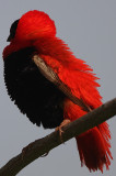 Northern Red Bishop (Euplectes franciscanus) male -back view showing the raised nape/crown feathers