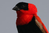 Northern Red Bishop (Euplectes franciscanus) male headshot
