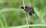 Widow dragonfly (Palpopleura sp.)this is a  female (male has a blue body)