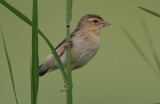 Northern Red Bishop (Euplectes franciscanus) female