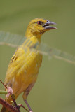 Village Weaver (Ploceus cucullatus) female