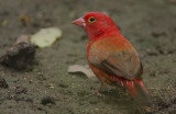 Red-billed Firefinch (Lagonosticta senegala) male