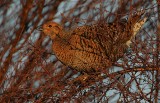 Greyhen (Tetrao tetrix)