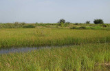 Reedy wetlands