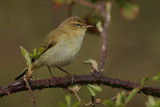 Chiffchaff (Phylloscopus collybita)