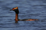 Slavonian Grebe