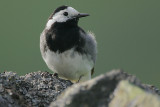 Pied Wagtail