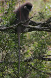 Bear Monkey (Trachypithecus vetulus monticola)