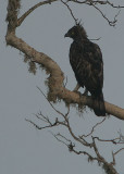 CHANGEABLE HAWK EAGLE (Spizaetus cirrhatus ceylanensis)