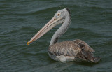 Spot-billed Pelican (Pelecanus philippensis)