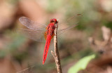 Dragonfly sp