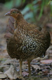 Ceylon Junglefowl (Gallus lafayetii) female
