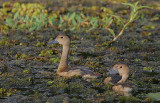 Lesser Whistling Duck (Dendrocygna javanica)