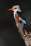 Grey-headed Kingfisher (Halcyon leucocephal)